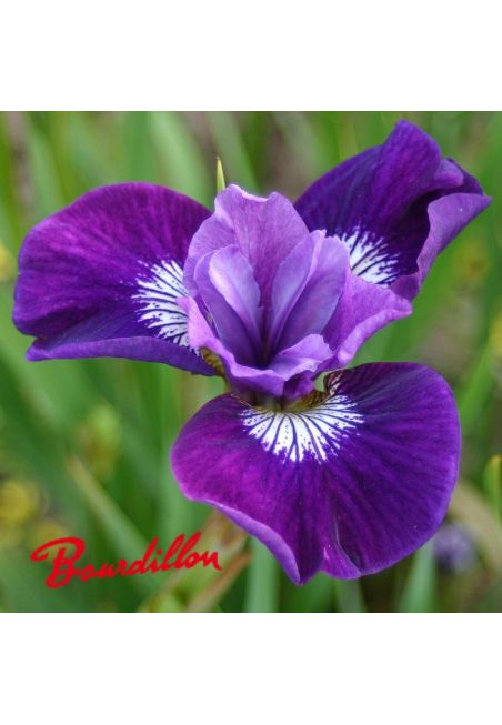 Iris sibirica : Lady Vanessa