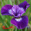 Iris sibirica : Lady Vanessa