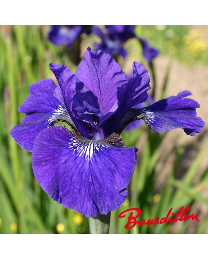 Iris sibirica : Prussian Blue