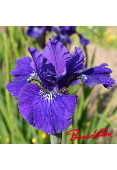 Iris sibirica : Prussian Blue