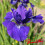 Iris sibirica : Prussian Blue