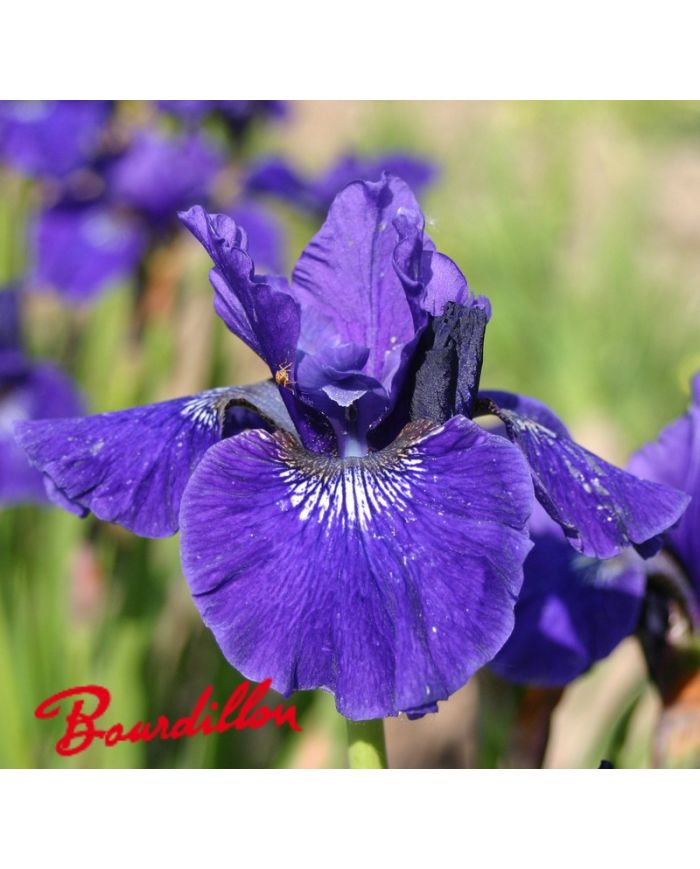 Iris sibirica : Prussian Blue