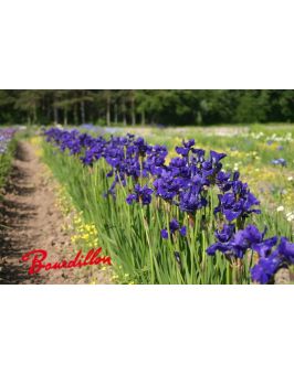 Iris sibirica : Prussian Blue