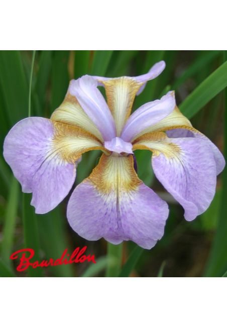 Iris sibirica : Rikuji Sakura