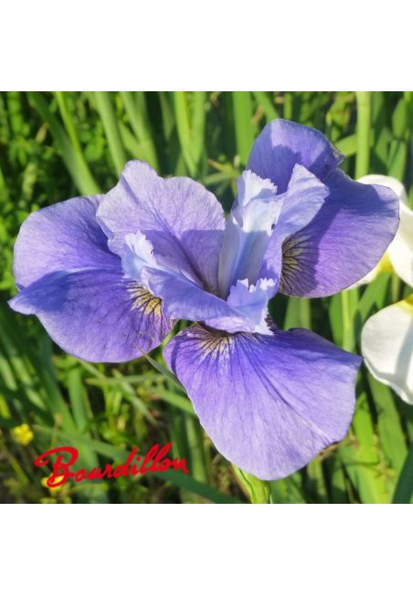 Iris sibirica : Rosace