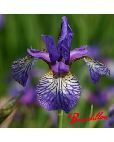 Iris sibirica : Shaker's Prayer