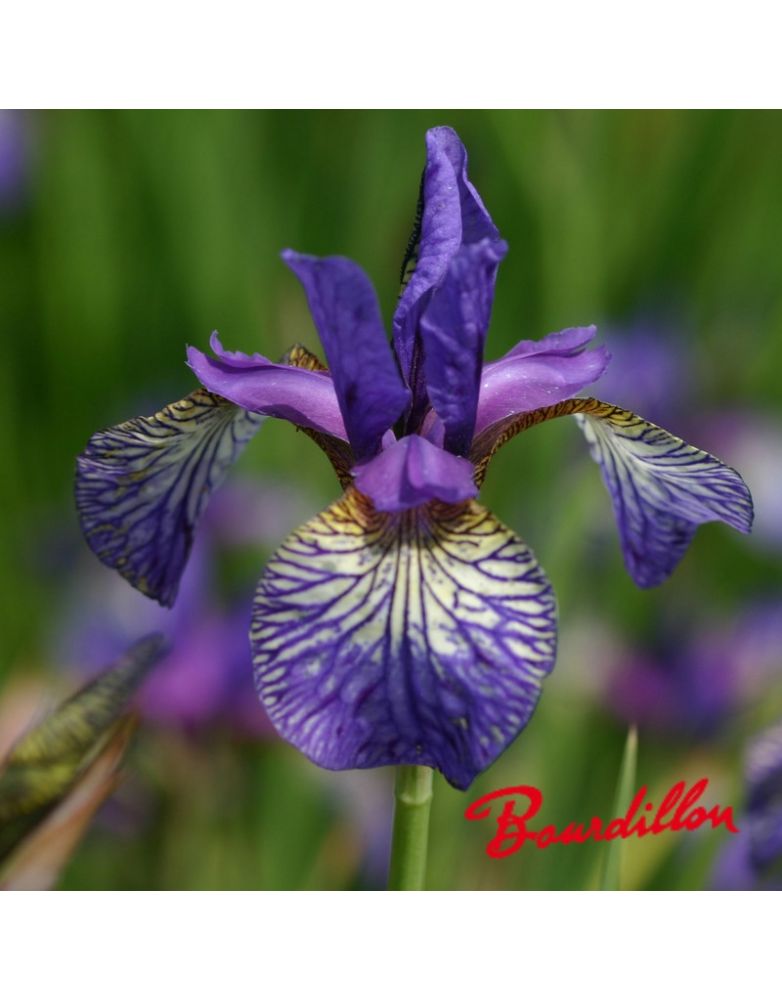 Iris sibirica : Shaker's Prayer
