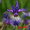 Iris sibirica : Shaker's Prayer