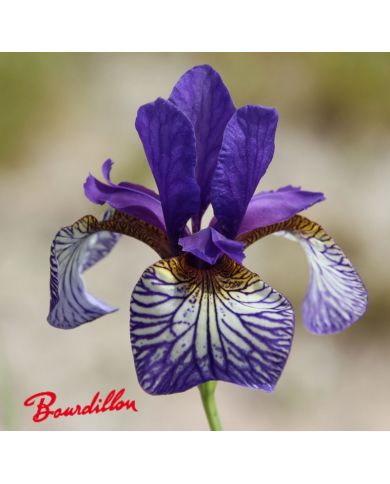 Iris sibirica : Shaker's Prayer