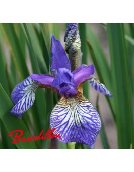 Iris sibirica : Shaker's Prayer
