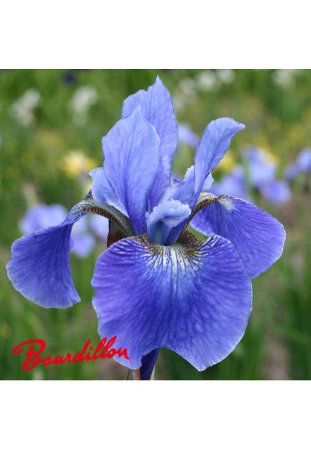 Iris sibirica : Space Filled