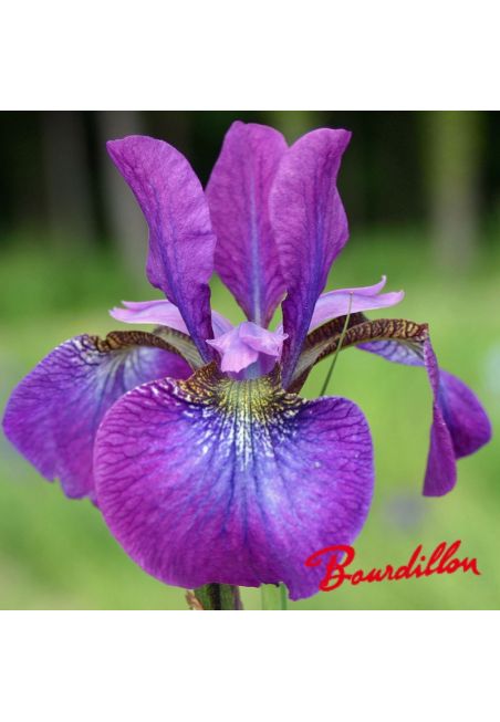 Iris sibirica : Sweet Surrender