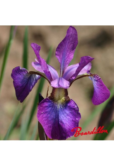 Iris sibirica : Sweet Surrender