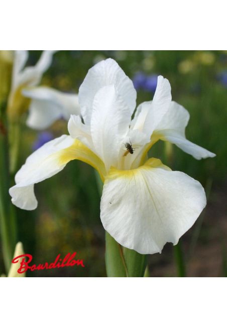 Iris sibirica : Viel Schnee