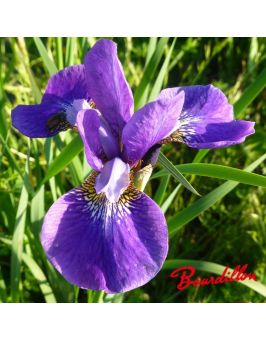 Iris sibirica : Violet Repeat