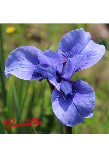 Iris sibirica : Walter