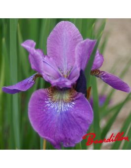 Iris sibirica : Wine Wings