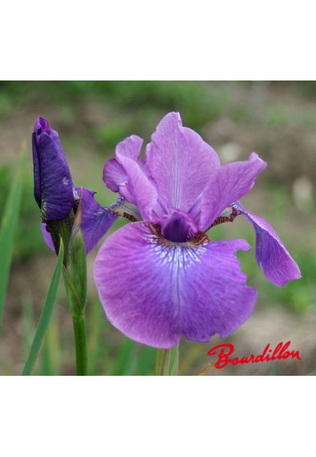 Iris sibirica : Wine Wings