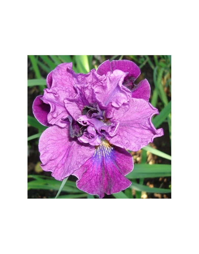 Iris sibirica : Bundle Of Joy