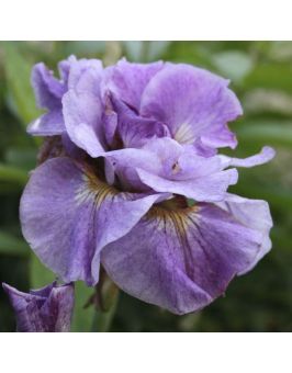 Iris sibirica : Pink Parfait