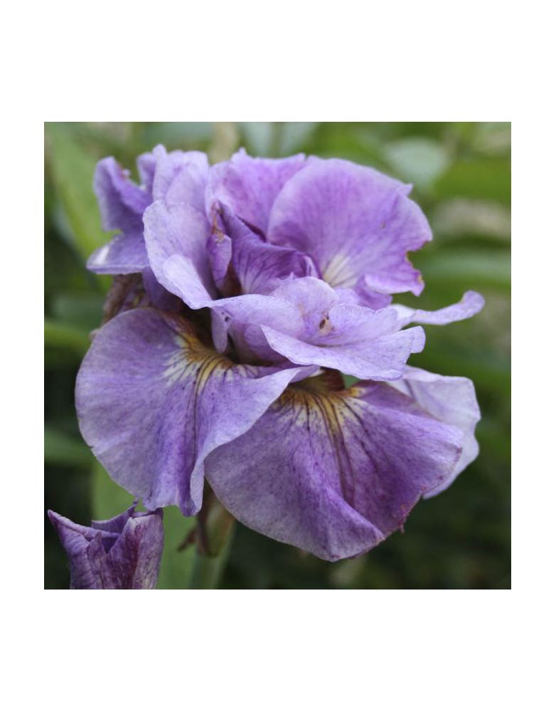 Iris sibirica : Pink Parfait