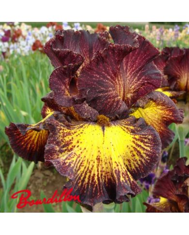Iris : Tuscan Summer