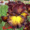 Iris : Tuscan Summer
