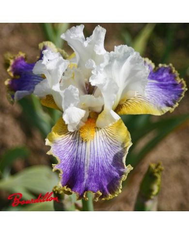 Iris : Wild Angel