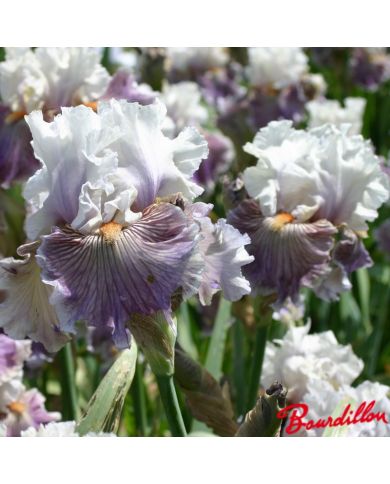 Iris : Juicy Rumours