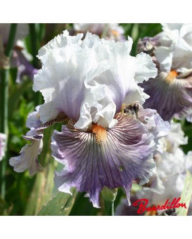 Iris : Juicy Rumours