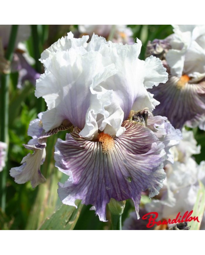 Iris : Juicy Rumours