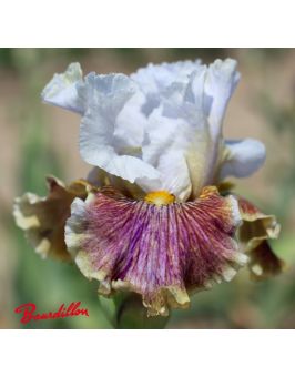 Iris : Coloration Végétale