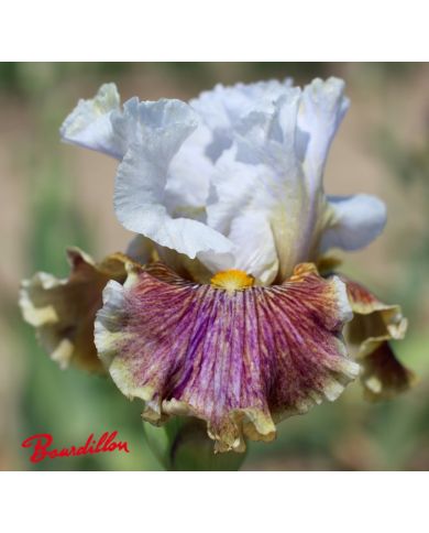 Iris : Coloration Végétale