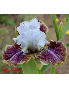 Iris : Coloration Végétale