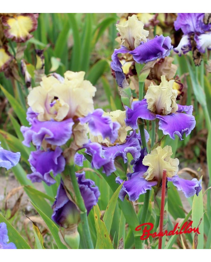 Iris : Guernazelle