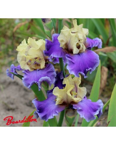 Iris : Guernazelle