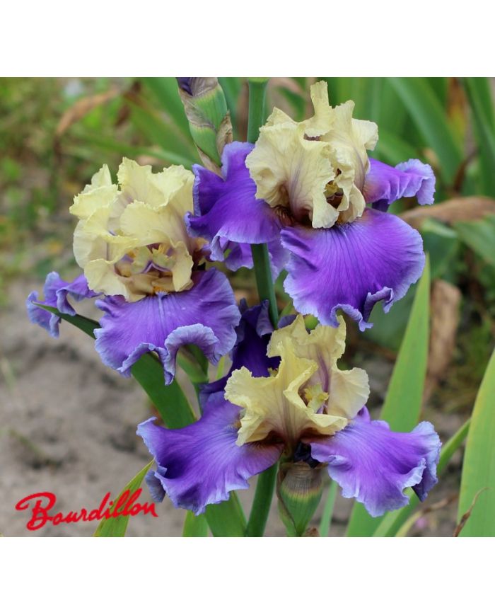Iris : Guernazelle