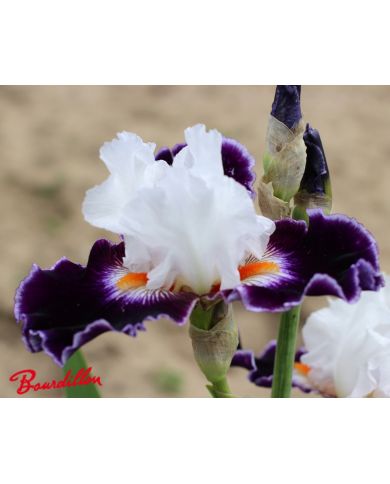 Iris : Le Bois Du Vent