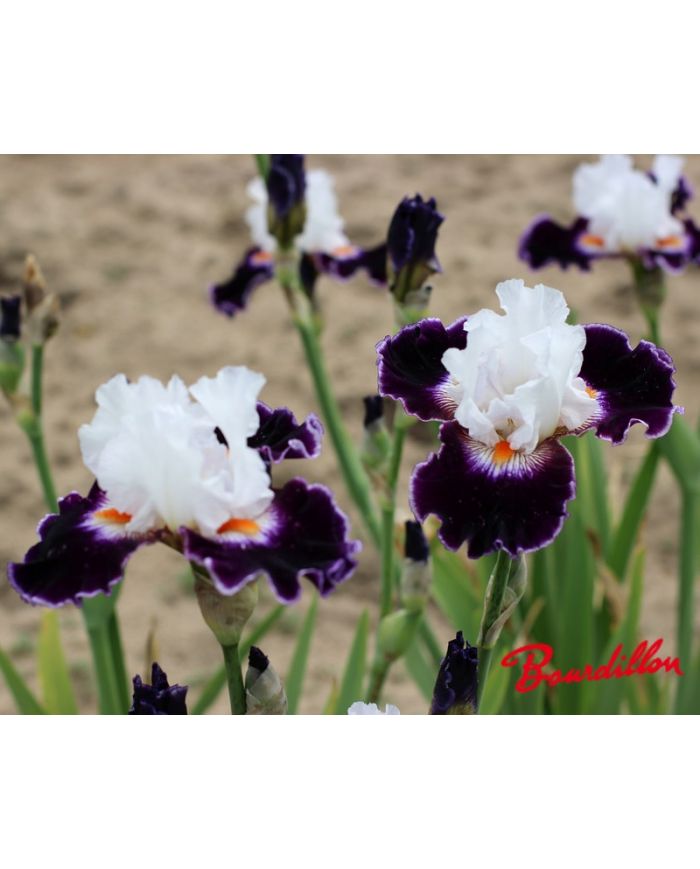 Iris : Le Bois Du Vent