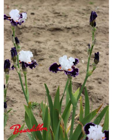 Iris : Le Bois Du Vent