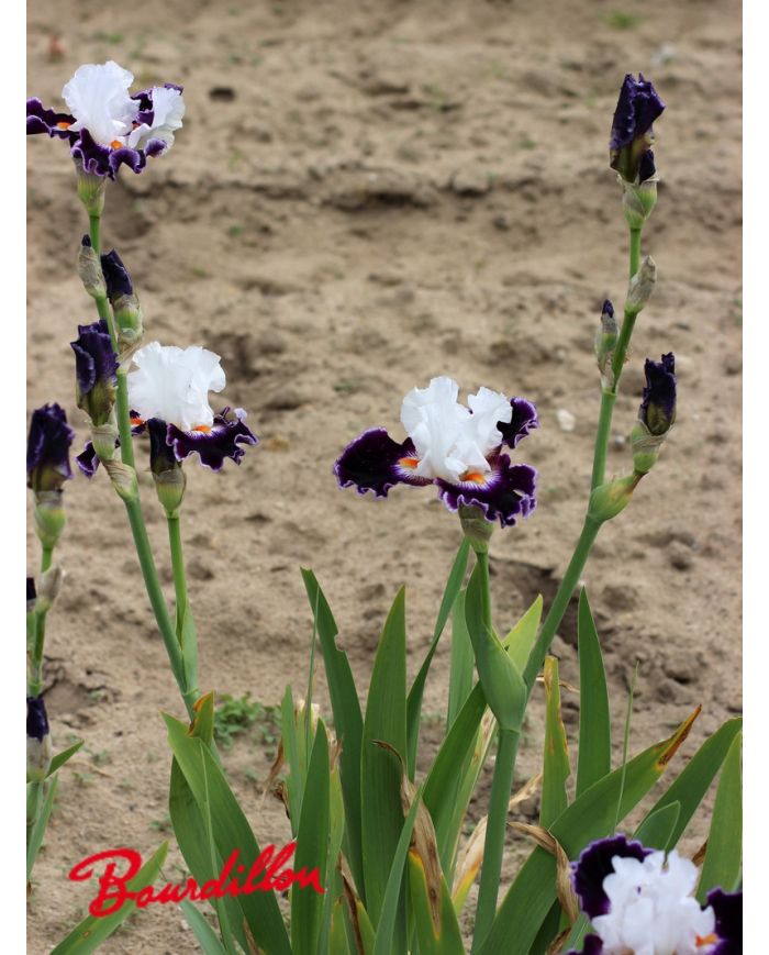Iris : Le Bois Du Vent