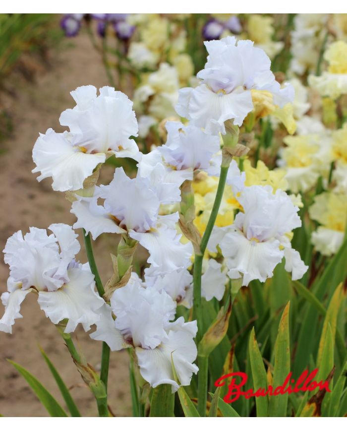 Iris : Margoulette