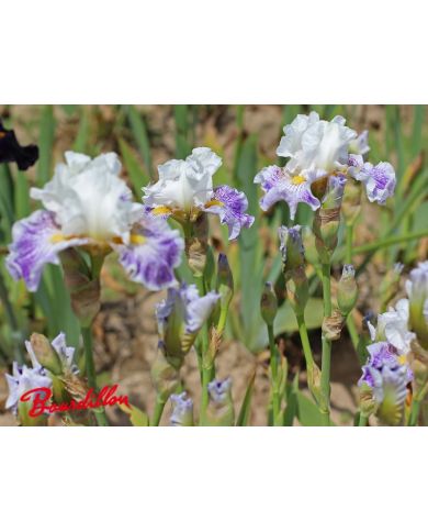 Iris : Palette De Peintre