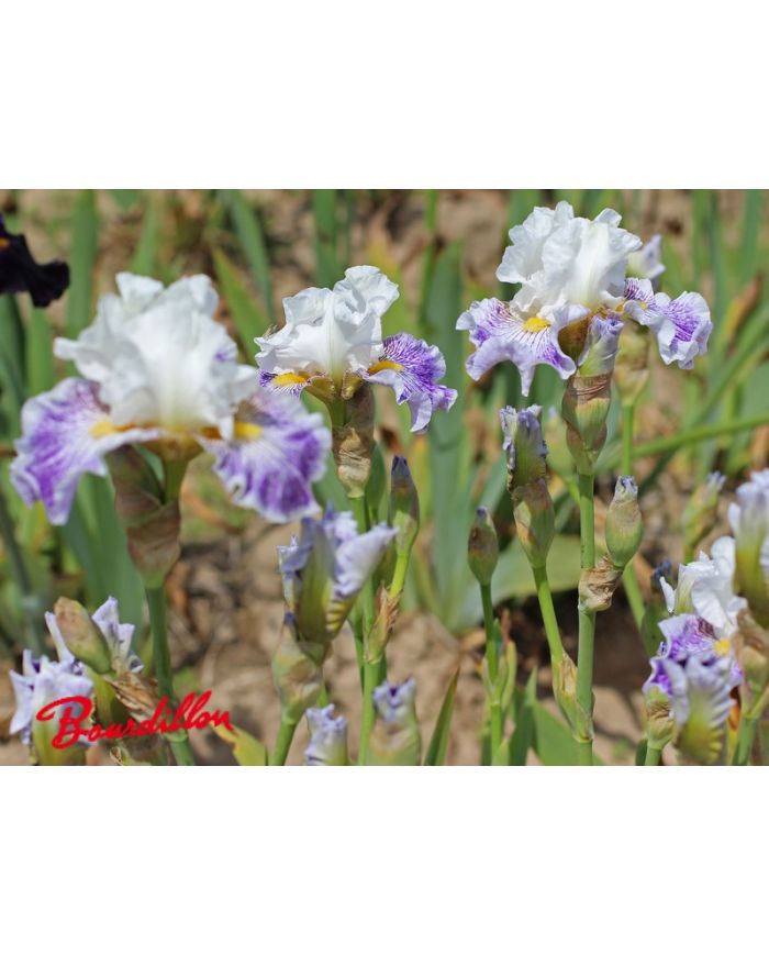 Iris : Palette De Peintre