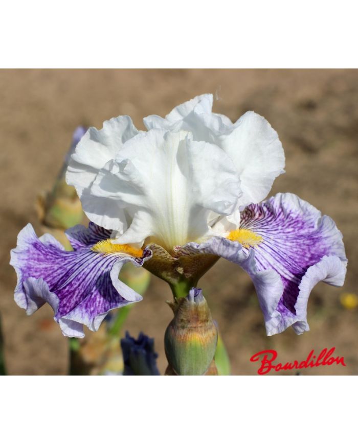 Iris : Palette De Peintre