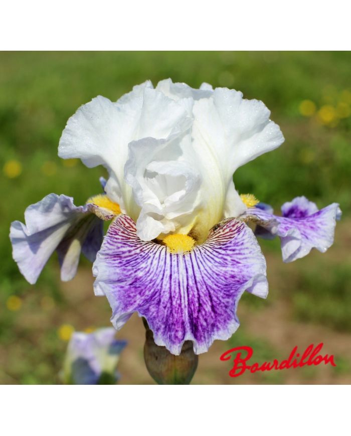 Iris : Palette De Peintre
