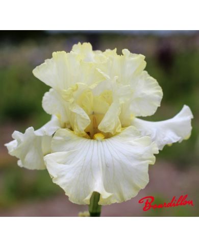 Iris : Parfaite Elegance