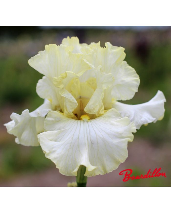 Iris : Parfaite Elegance