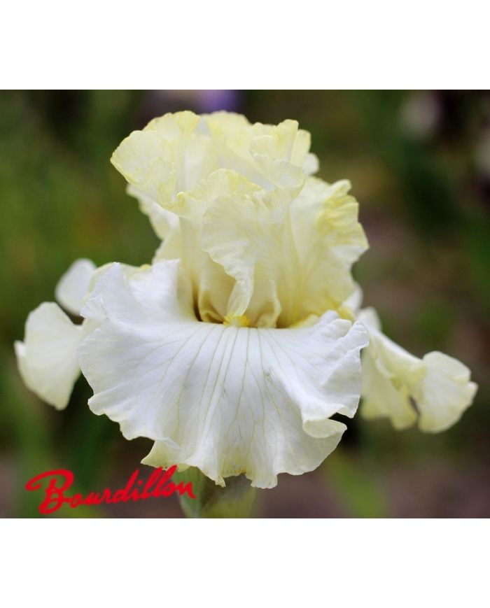 Iris : Parfaite Elegance