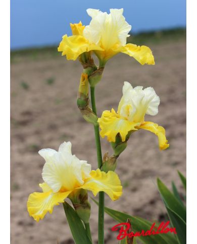Iris : Phare Dans La Nuit